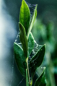 Dew pearl growth photo