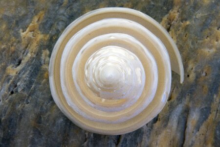 Sea mussel sea shell