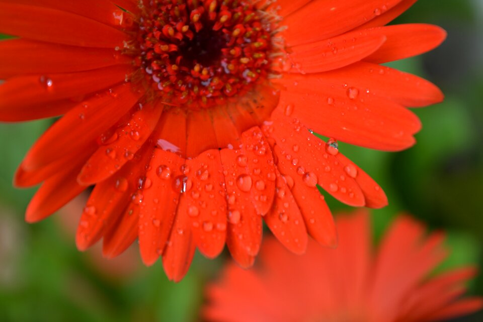 Petal fresh freshness