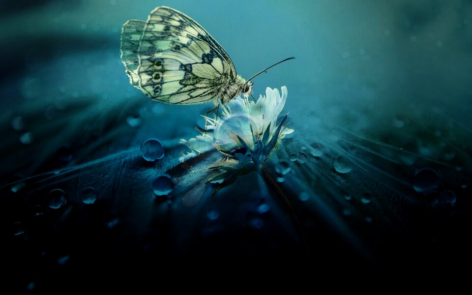 Animal world checkered butterfly blossom