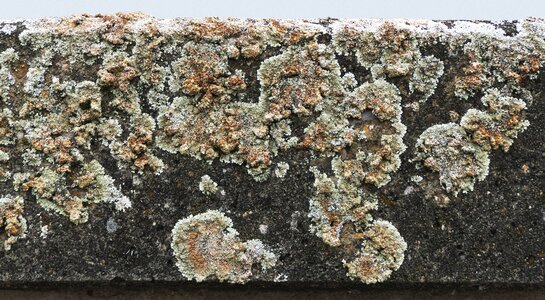Fouling overgrown fair faced concrete