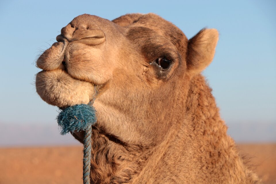 Camel the head of the fur