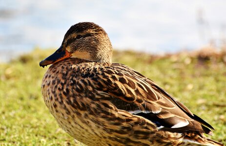 Bird poultry animal photo