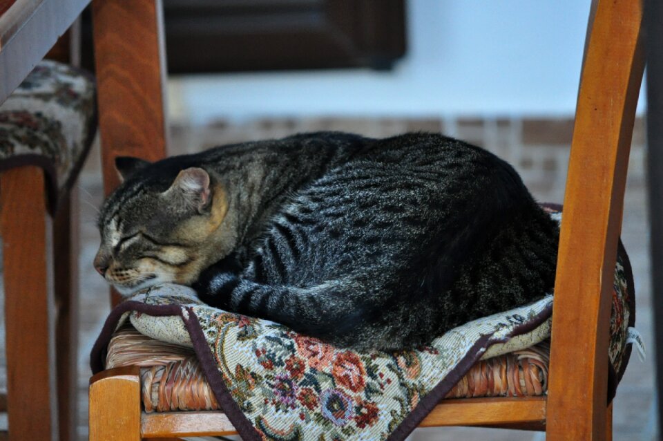 Crete domestic cat sleeps