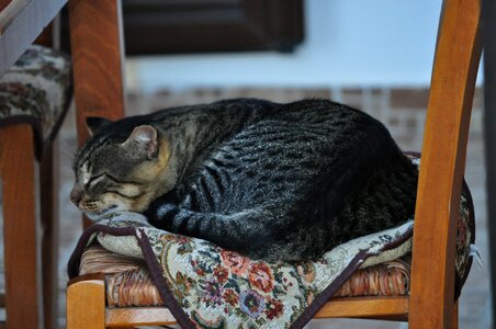 Crete domestic cat sleeps photo
