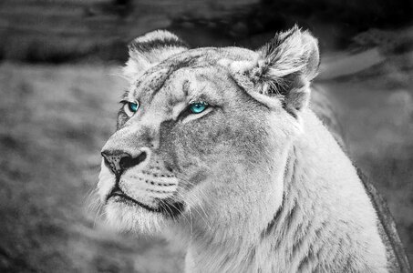 Lion feline africa photo