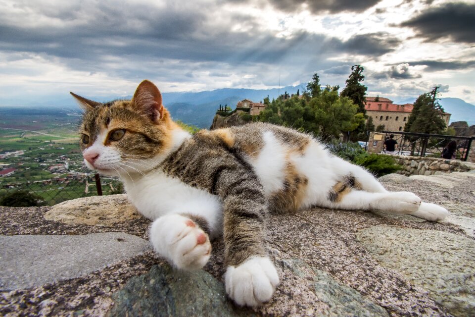 Cute cat pet