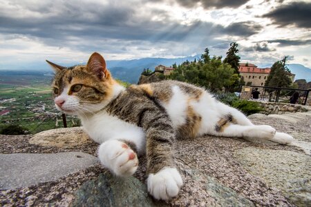 Cute cat pet