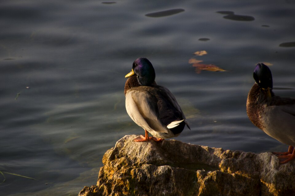 Water bird garda animal