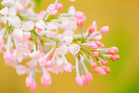 Petal garden fresh