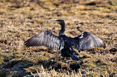 Animal bird seabird