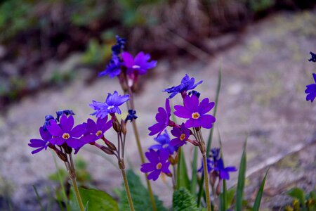 Spring flowers plant flowers