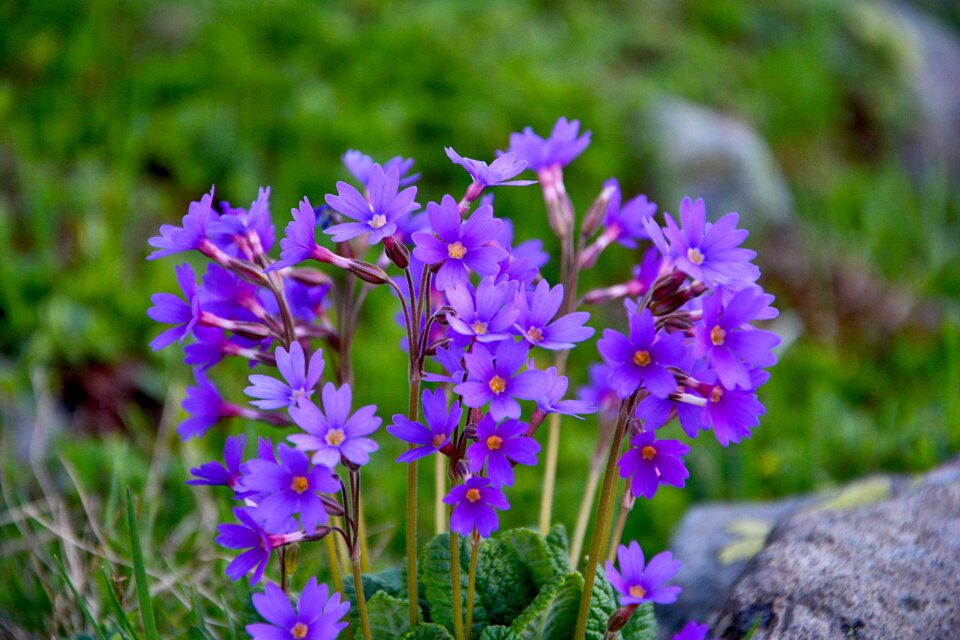 Spring flowers plant flowers
