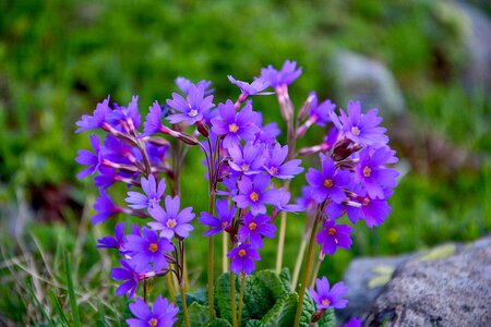 Spring flowers plant flowers