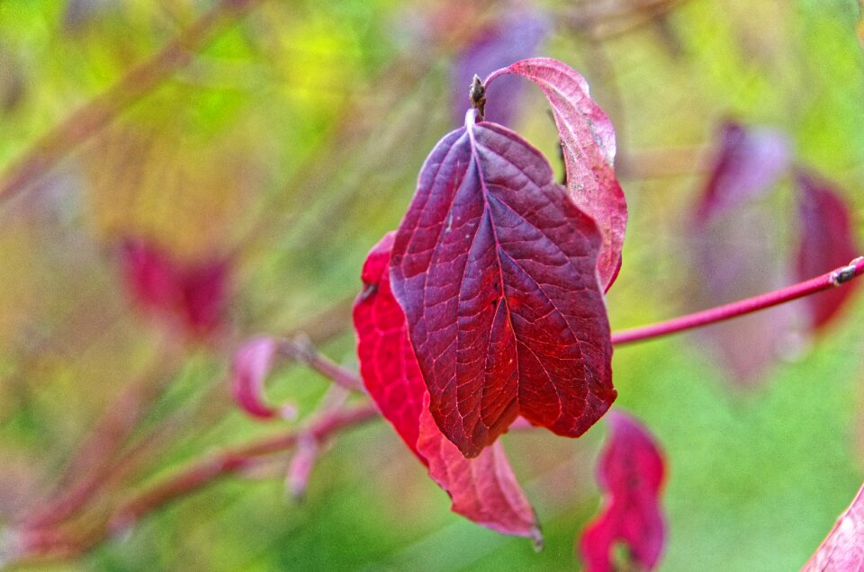 Dogwood red leaf autumn leaves