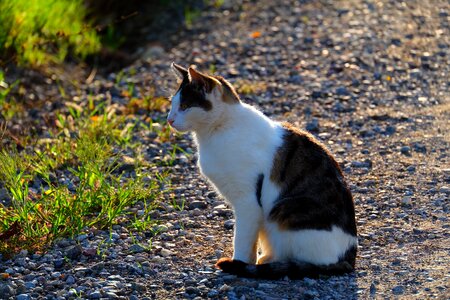 Cute domestic kitten photo