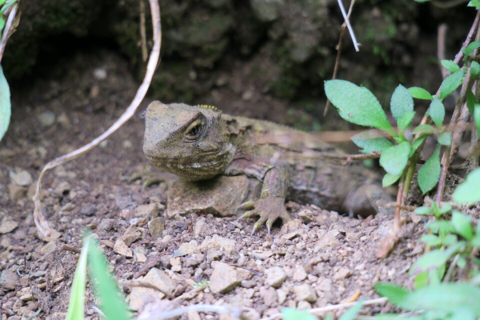 Outdoors reptile lizard photo