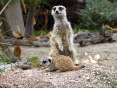Cute africa wildlife