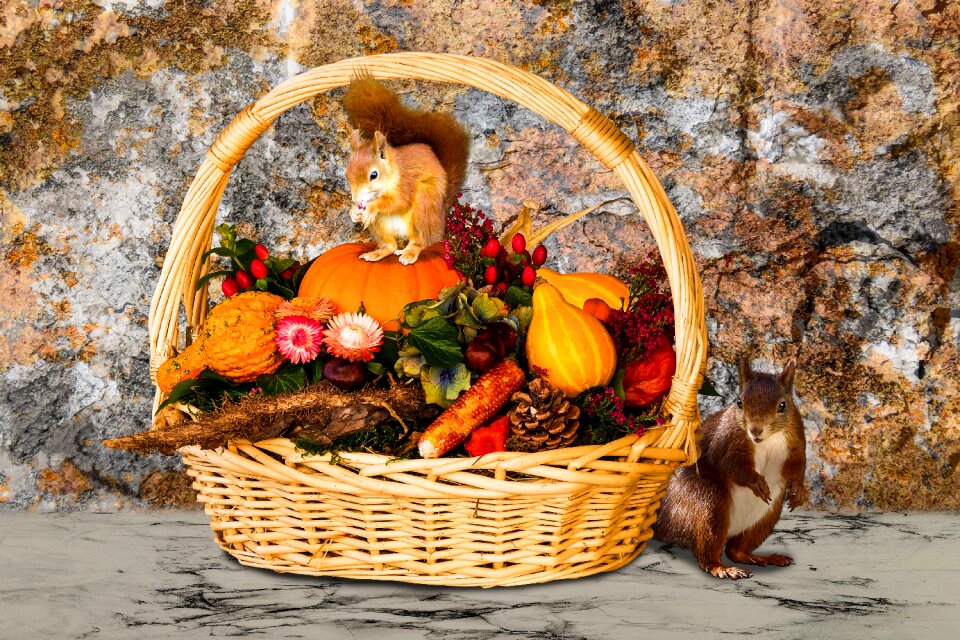 Basket fruits pumpkin