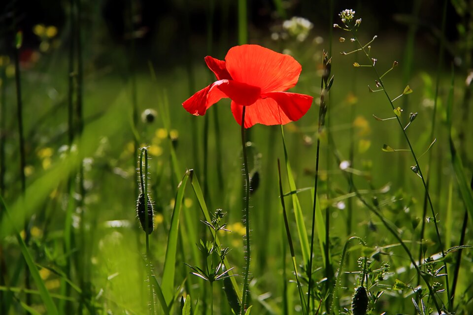 Wild flower wild flowers field