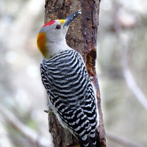 Nature animal wild