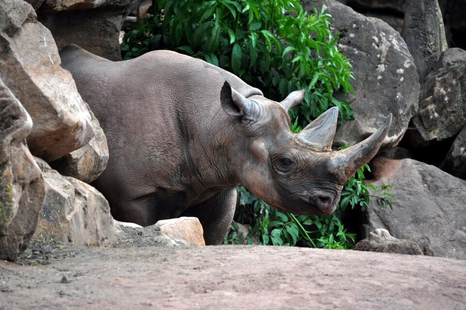 Nature animal wilderness