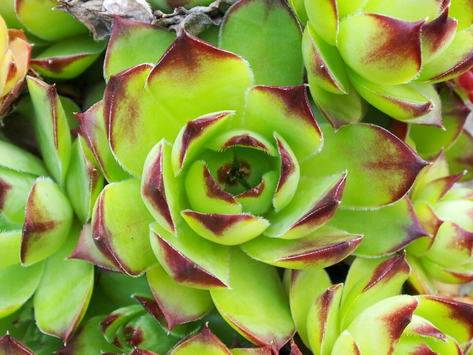 Cactus green plant