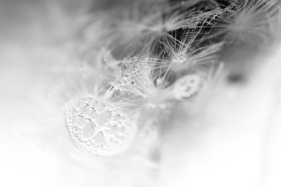Frozen flower blossom