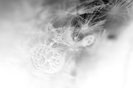 Frozen flower blossom