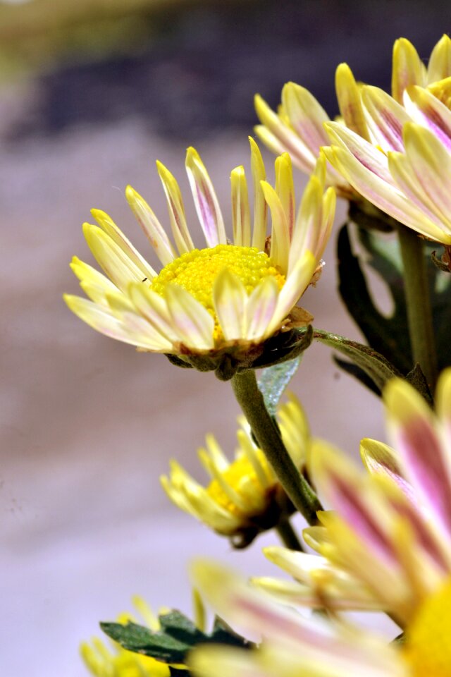 Plant perfect pretty interesting