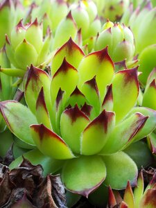 Green plant close up