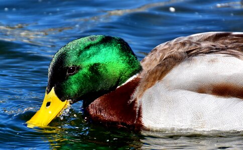 Colorful water bird duck bird