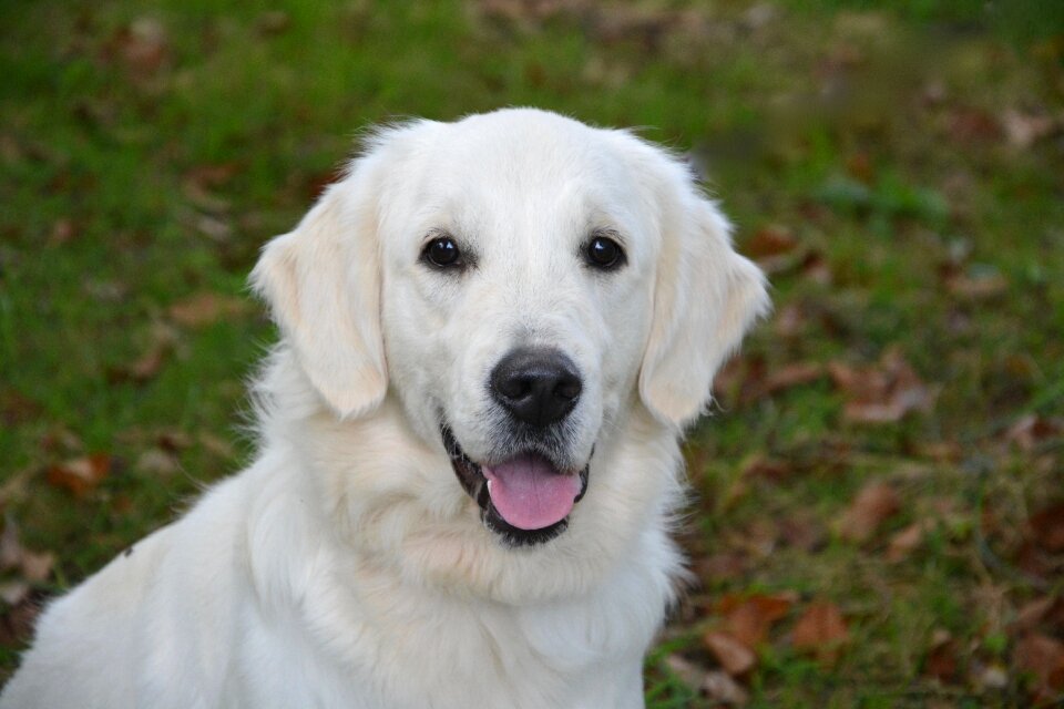 White fur domestic animal animal