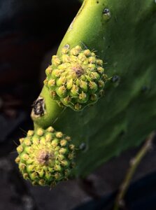 Sting plant prickly photo