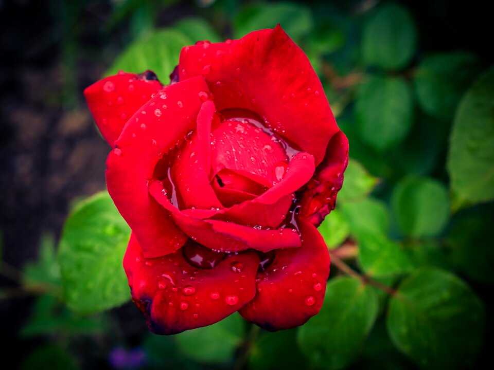 Petal garden flowers