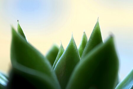 Nature succulent sharp photo