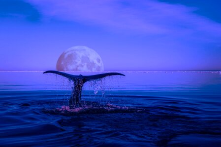 Ocean moon edits photo