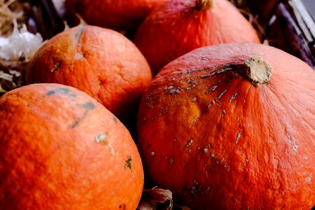 Farm fall squash