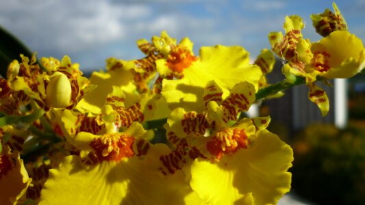 Yellow inflorescence-panicle balcony