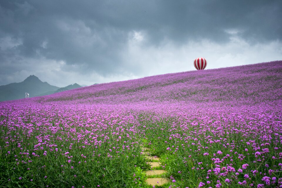 Tongzi north guizhou huahai verbena