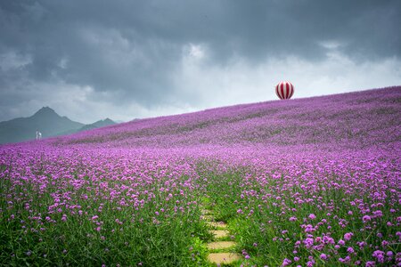Tongzi north guizhou huahai verbena