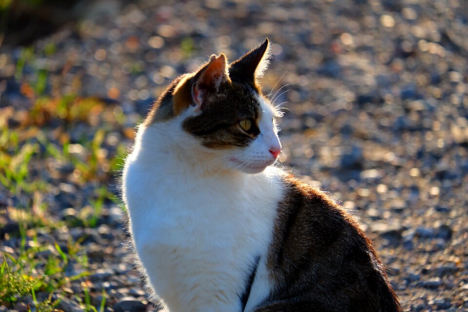 Cute domestic kitten