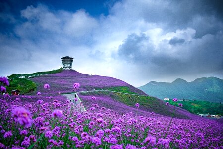 Tongzi north guizhou huahai verbena