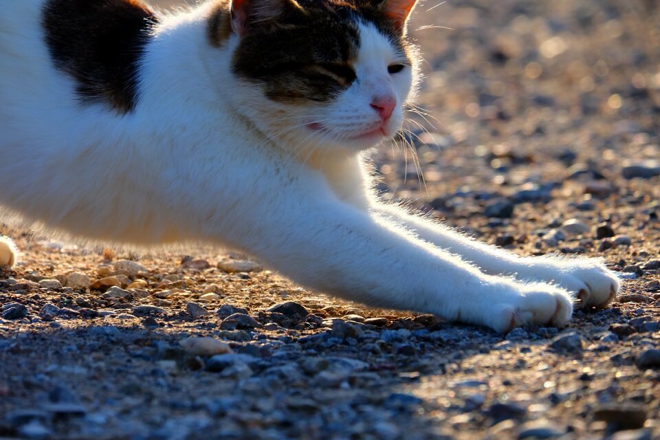 Cute domestic kitten