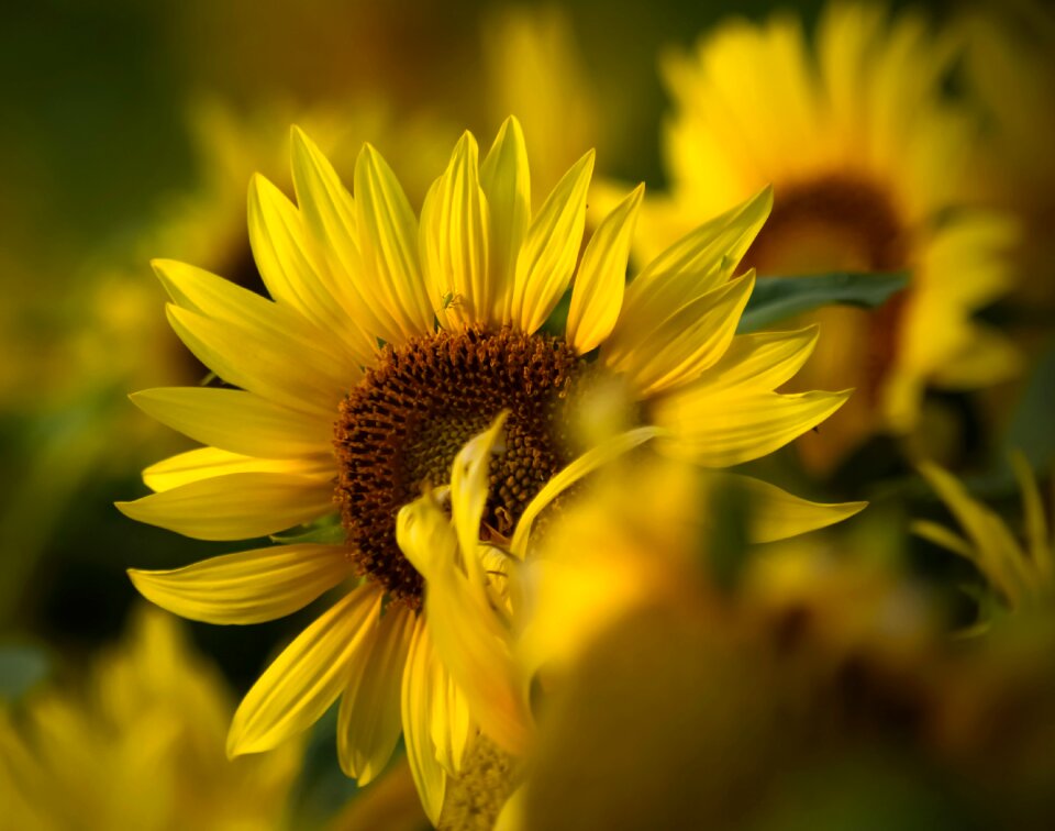 Nature plant big flower