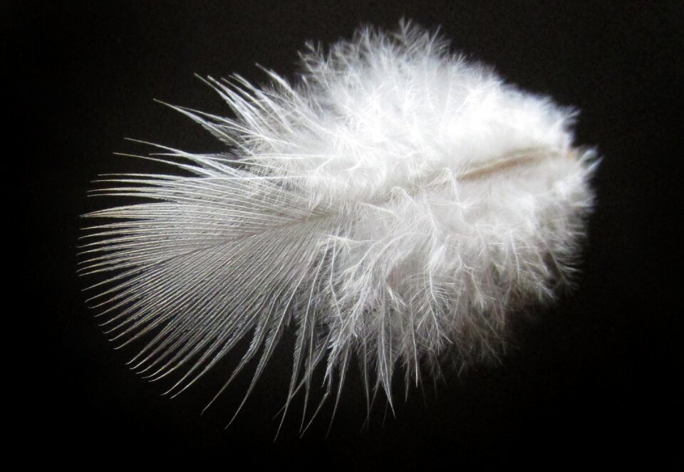 Nature plumage flight