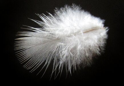 Nature plumage flight
