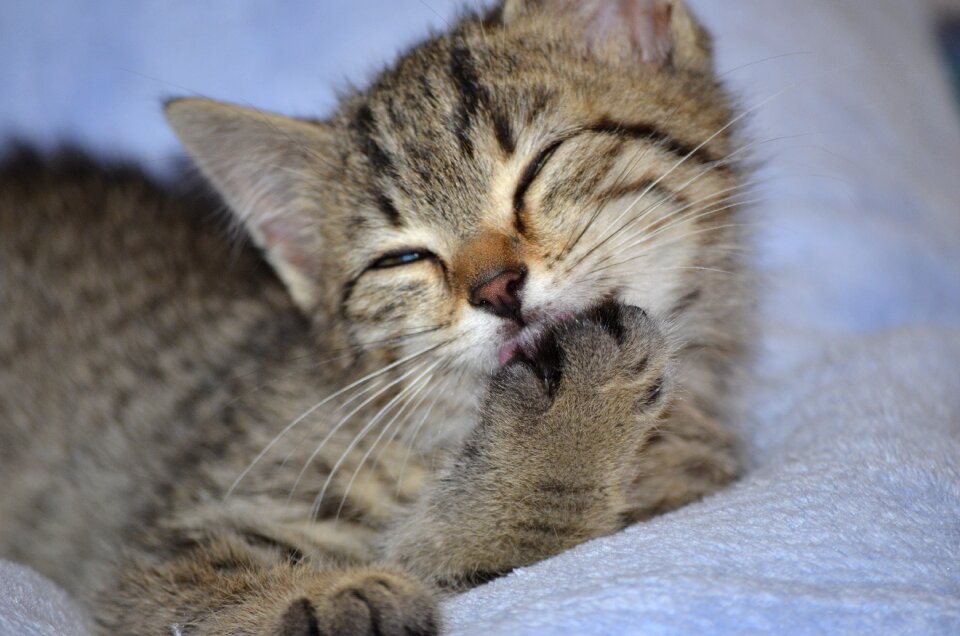 Animals pets cat baby