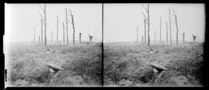 La ville aux bois, allée de sapins de la sapinière. 29-4-18. - Fonds Berthelé - 49Fi1310