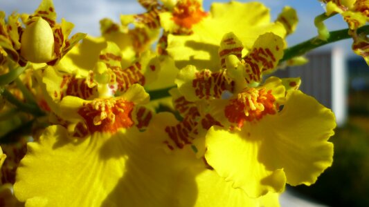 Flowers close up balcony